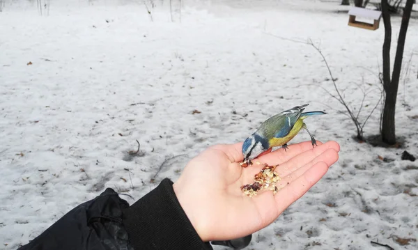 Alimentar al pájaro con la mano . — Foto de Stock