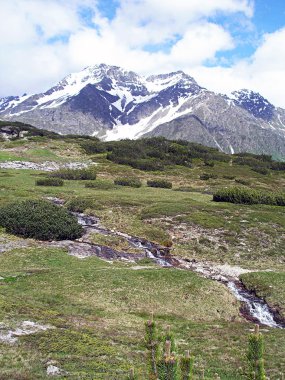 Karlı zirveleri ve küçük çam.