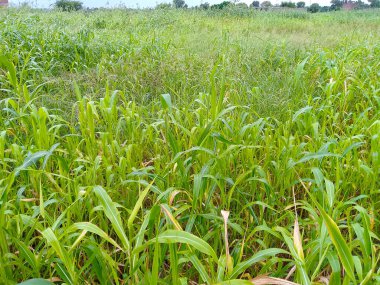 Geleneksel Biryani tavuğu Baharatlı sarı pirinç soğan halkaları ve domates dilimleriyle süslenmiş