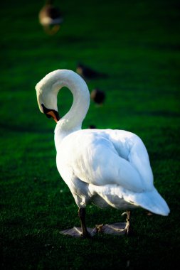 Gölde yüzen kuğu.