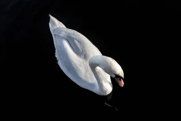 Swan nadando no lago — Fotografia de Stock