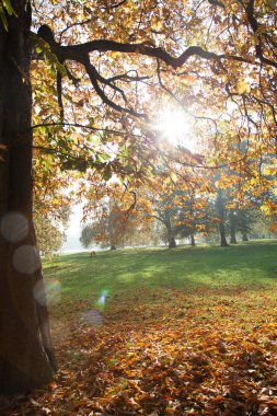 İngiltere'de park güzel sonbahar