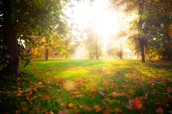 Vackra hösten i England park — Stockfoto