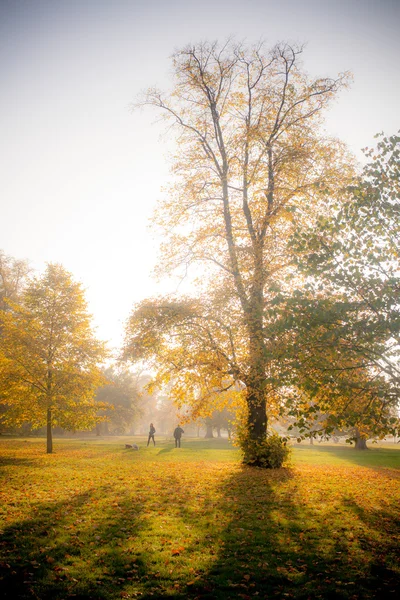 Beautiful autumn in England park — Stock Photo, Image