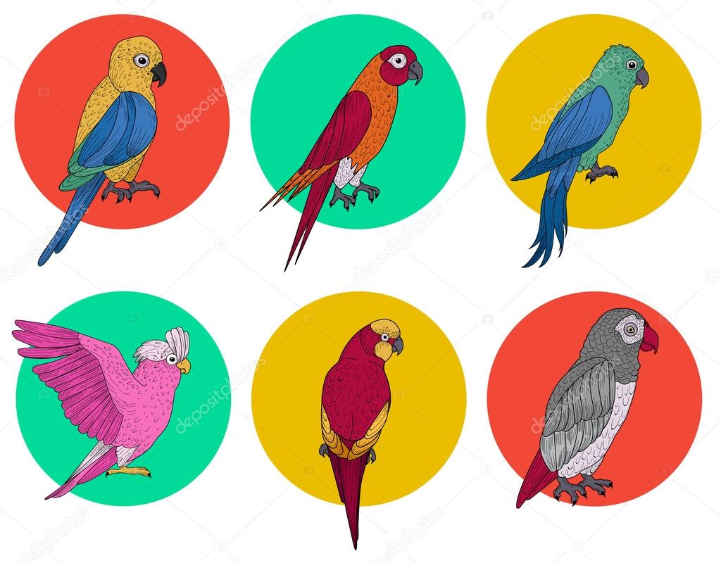 Exotic Parrot. Tropical Bird. Various Parrots. Different Birds. Set of Birds. Hand Drawn.
