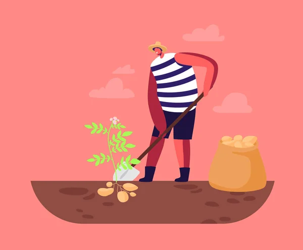 Hombre agricultor trabajando en jardín cama cosecha papa en saco. Cultivo de hortalizas maduras de cosecha de carácter jardinero — Vector de stock