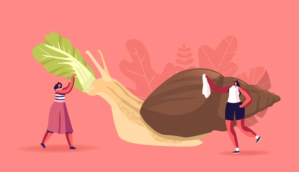 Caracteres femininos minúsculos Cuidados de alimentação enorme Achatina caracol com folhas de repolho e casca de limpeza. Pessoas e Moluscos —  Vetores de Stock