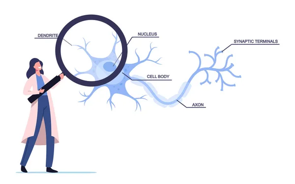 Tiny Scientist kvinnlig karaktär bär vit medicinsk Robe Learning mänskliga nervceller schema i vetenskapliga laboratoriet — Stock vektor