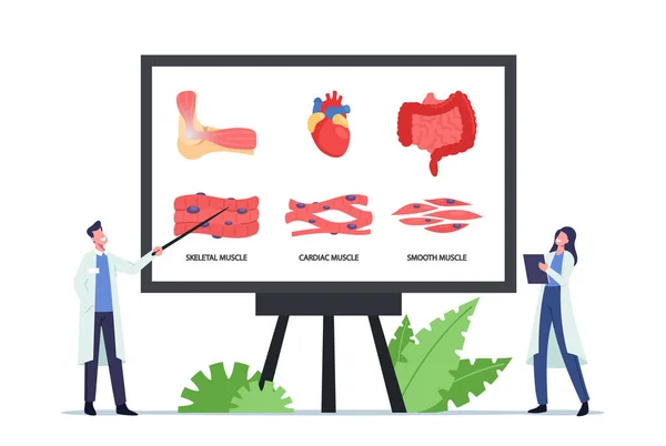 Concepto de Salud Muscular. Médicos diminutos en el tablero enorme con infografías que presentan músculos esqueléticos, cardíacos y lisos — Vector de stock