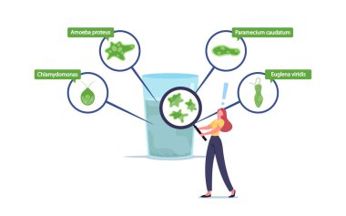 Büyüteçle Küçük Karakter Protozoa Tek hücreli Amoeba Proteus, Chlamydomonas ile Dev Su Camının içine bak