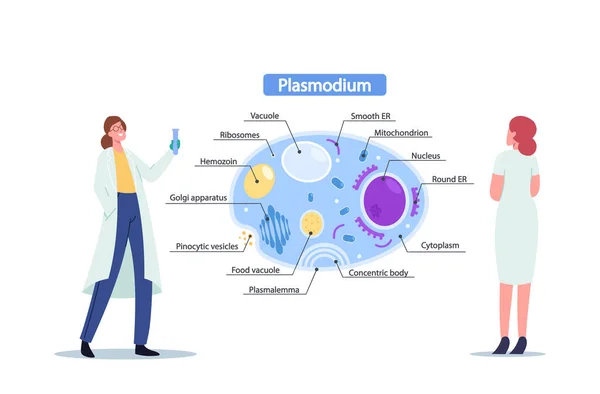 Scienziate con anatomia di parassiti di apprendimento in provetta. Piccolo medico di microbiologia alle infografiche enormi — Vettoriale Stock