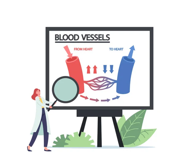 Tiny Doctor with Huge Magnifier in Hands Presenting Infographics of Blood Circulation in Vein, Artery Vessels of Heart — Stockvektor