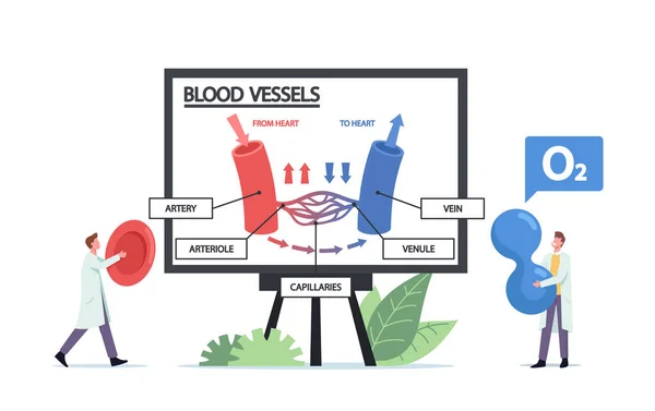 Tiny Doctors Characters Presenting Huge Infographics of Blood Circulation in Vein, Artery Vessels or Arteriole - Stok Vektor