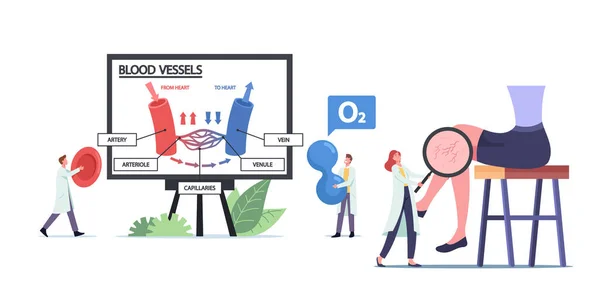 Tiny Doctors Presenting Blood Circulation in Vein and Artery Vessels Infographics. Medic with Magnifier Looking on Mesh — стоковий вектор