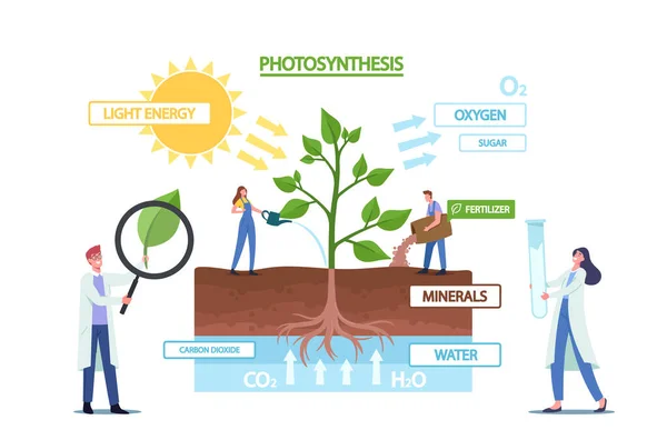 Pequeños científicos en la fotosíntesis Infografías que presentan cambios La luz solar en la energía química, divide el agua en oxígeno — Vector de stock