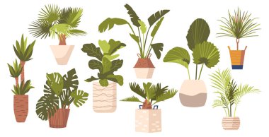 Modern saksılardaki Potted Palm Trees Ficus, Monstera, Banana ve Dracaena Plants setleri. Tropikal Dekoratif Avuçlar