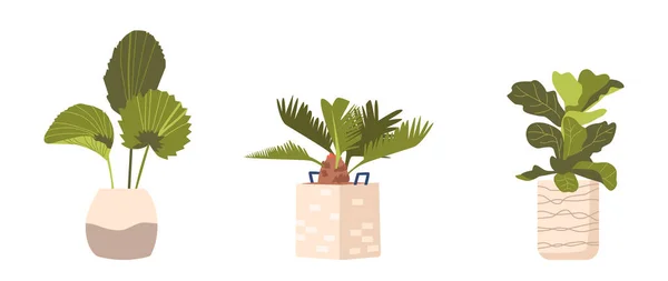 절인 야자나무, 화분 속의 바나나 외래 식물. 국내 열 대 지방의 그래픽 디자인 요소들 — 스톡 벡터