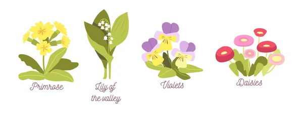 Set Fleurs de Printemps, Floraison de Jardin ou de Forêt Primrose, Lilly de la Vallée, Violettes et Marguerites, Plantes Naturelles — Image vectorielle