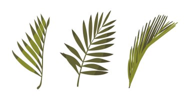 Hindistan cevizi palmiyesi yaprakları beyaz arka planda izole edilmiş doğal çiçek nesneleri bırakır. Tropikal Bitki Yaprakları, Grafik Tasarım Elementleri