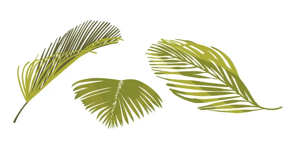 Coconut Palm Leaves Graphic Design Elements Isoliert auf weißem Hintergrund. Laub tropischer Pflanzen, Zweige grüner Palmen — Stockvektor