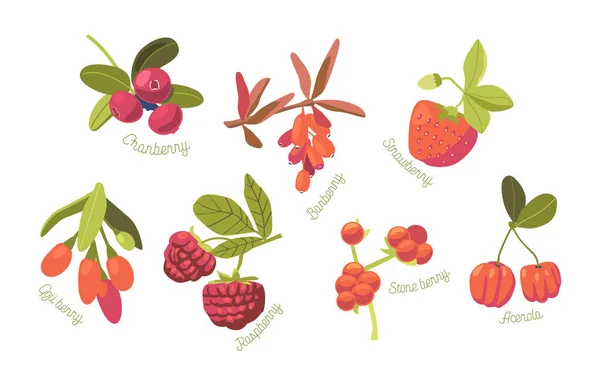 Set van seizoensgebonden Summer Garden en wilde bessen Aardbei, Cranberry, Framboos en Stone Berry met Acerola en Goji — Stockvector