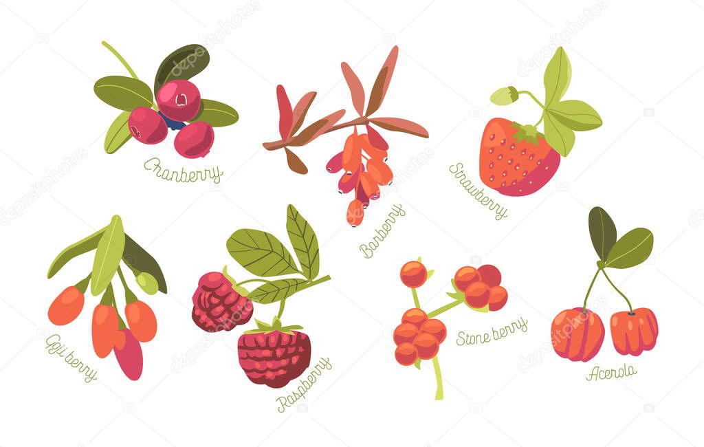 Set of Seasonal Summer Garden and Wild Berries Strawberry, Cranberry, Raspberry and Stone Berry with Acerola and Goji Isolated on White Background. Cartoon Vector Illustration, Icons, Clip Art