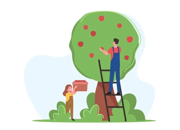 Farmers Family Father and Daughter Pick Apple Harvest to Basket in Orchard. Gardener Characters Harvesting Ripe Fruits — Stock Vector