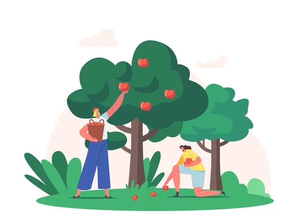 Frauen ernten Früchte im Garten. Bauern pflücken Äpfel zum Korb. Gärtnerinnen sammeln reife Äpfel vom Baum — Stockvektor