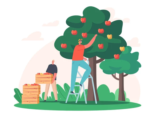 Hombre Farmer Pick Apples to Wood Boxes. Personajes masculinos del jardinero que cosechan frutas maduras del árbol verde en el jardín del campo — Vector de stock