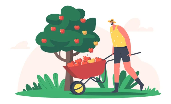 Trabajo de temporada en la granja. Man Farmer Pick Apple Harvest to Wheelbarrow in Orchard. Jardinero carácter cosecha fruta madura — Archivo Imágenes Vectoriales
