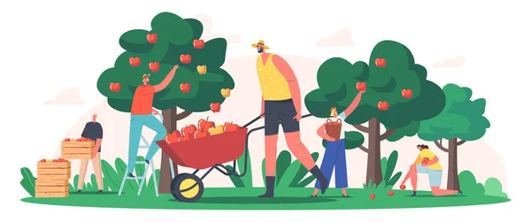 Personagens Colheita de Maçãs em Jardim ou Pomar, Jardineiros Coleta de Frutas, Produção Ecológica Saudável Fazenda —  Vetores de Stock