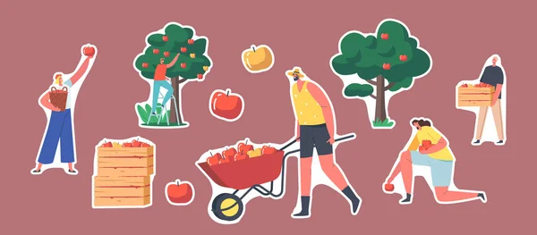 Set of Stickers Gardener Characters Harvesting Apples in Garden. Man with Wheelbarrow, Wooden Box with Apple Crop, Trees — Stock Vector