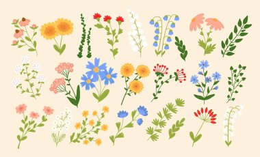 Çiçek tohumu, çiçek tohumu, bitki sapı, ve yaprak dalı elde çizilmiş görünüm. Doğa teması ve bahçe konsepti için botanik seti. Vektör illüstrasyonu