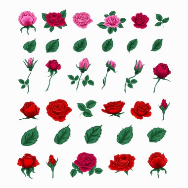 Güzel güller kümesi. Çiçekler ve yapraklar