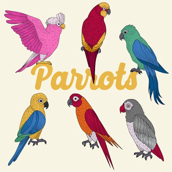 Exotic Parrots. Hand Drawn illustration in vector — Διανυσματικό Αρχείο