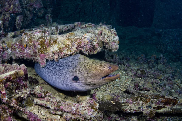 Enguia moray gigante no Thistlegorm — Fotografia de Stock