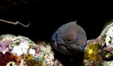 Kızıl Deniz moray yılan balığı