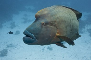 Dost canlısı balık Napolyon