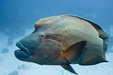 Kızıl Deniz. Napoleon balık