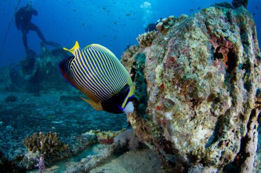 Pomacanthus Imperator. Kızıldeniz