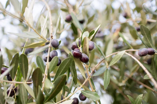 Olive su ramo d'ulivo. Dettaglio primo piano di frutti di Oliva Verde con messa a fuoco selettiva e bassa profondità di campo — Foto Stock