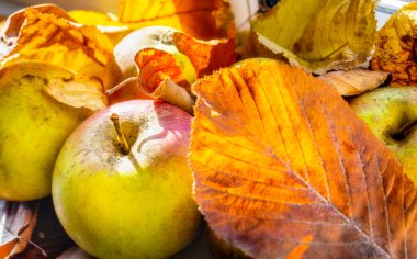 Lezzetli sonbahar yeşili, olgun, taze organik İngiliz meyvesi, güz güneşi altında, sağlıklı doğal meyve suyu yemeye ya da içmeye hazır. Arka bahçeden toplanmış..