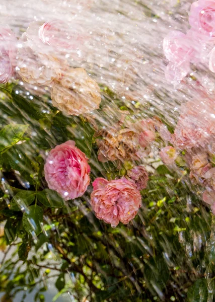 Ağustosun ortasında sıcak ve güneşli bir günün sonunda, evin arka bahçesindeki güzel gülleri sulamak için hortumla hortum sıkmak..