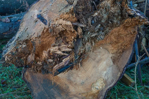 Primer plano de un tronco de árbol envejecido — Foto de Stock