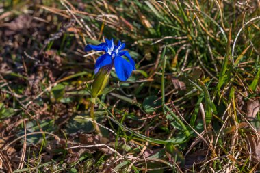 Alplerde tek mavi enzian