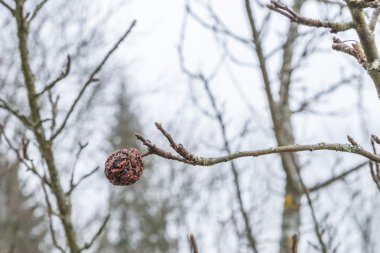 Bir elma ağacı kışın bir kuru, dehumidified apple closeup