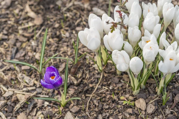 En enda violett krokus bredvid av många vita krokusar på bark marktäckning — Stockfoto