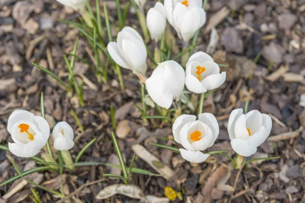 Många vita krokusar på bark marktäckning — Stockfoto