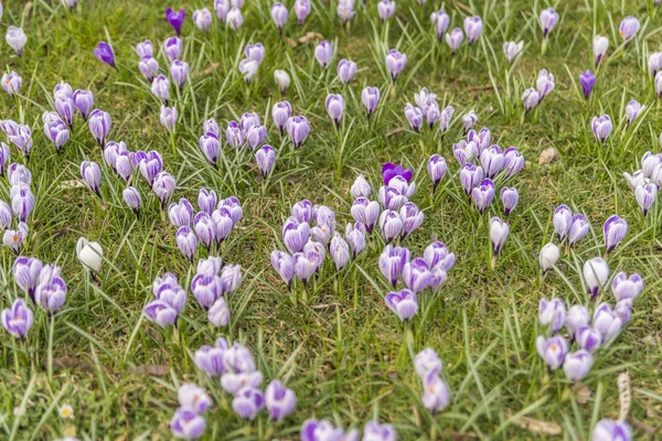 Wiele krokusy na zielonej trawie — Zdjęcie stockowe