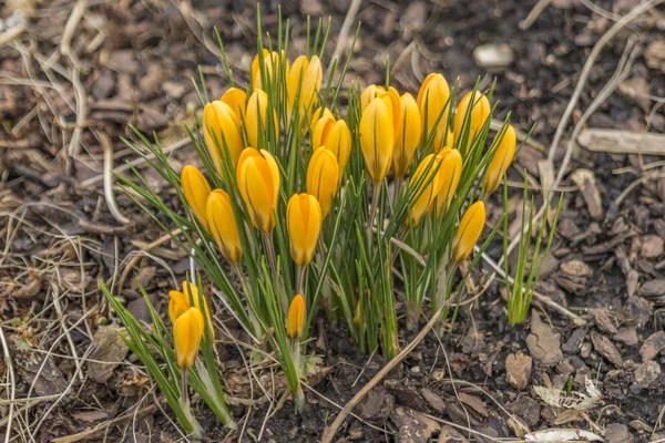 Många gula krokusar på bark marktäckning — Stockfoto